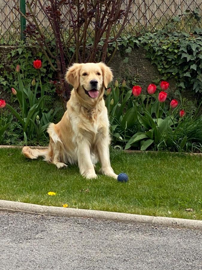 Chez Helene 3 Etoiles, Labellise Disabled Pmr,Pour 4 Personnes Chiens Bienvenus-Pet Friendly Apartment Bourg-Madame Exterior foto